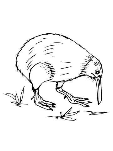 New Zealand Kiwi Coloring Page